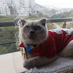 ruya