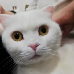 bal