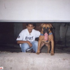 Cesi