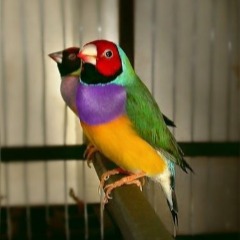 Goldi