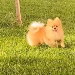 Ucretsiz Kopek Verenler