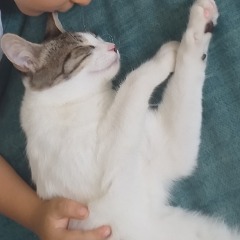 Pamuk