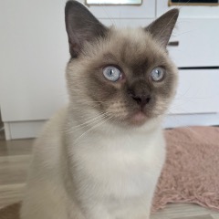 Puffy 