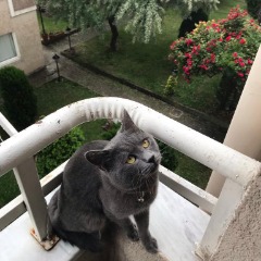 Duman