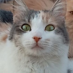 alis