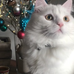 Odis