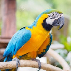 ara-macaw-amerikan-papagani