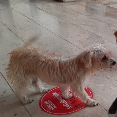 Barneyy