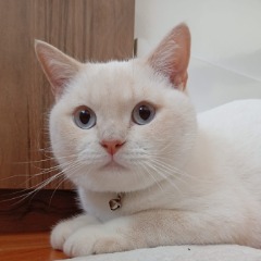 Limon 