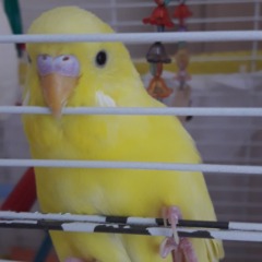 Limon