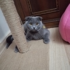 Bebiş