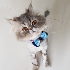 Mösyö