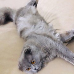 Puffy