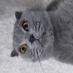 Ozmo