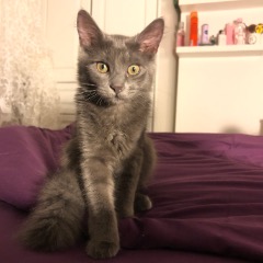 Lila
