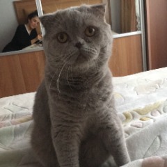 Lila