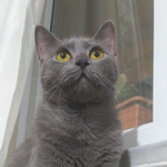 Pixie