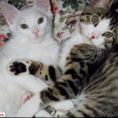 Eleman ve Ponpon