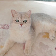 Ares