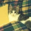 Duman
