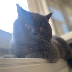 Bobi