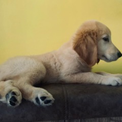 MİSHA 